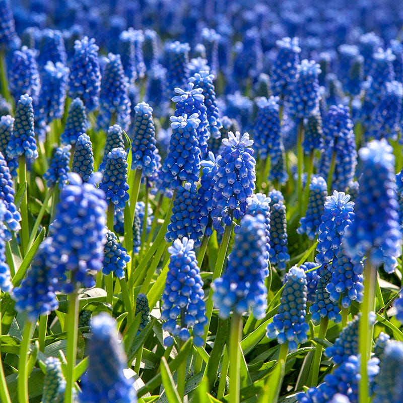 Waterwise Walkway Bulb Collection