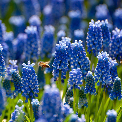 Years Of Blooms Bulb Collection