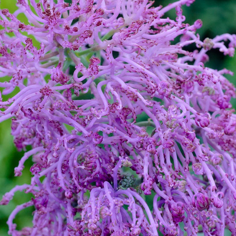 Stranger Than Fiction Flower Bulb Collection