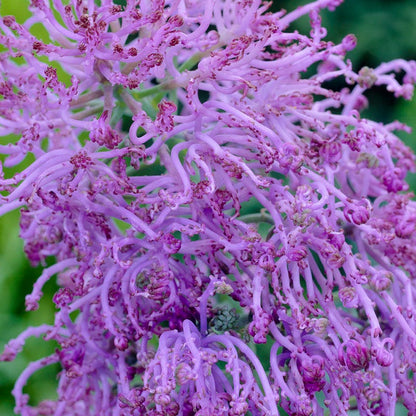 Stranger Than Fiction Flower Bulb Collection