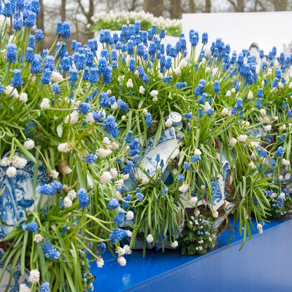 Early Spring Blooming Bulb Collection