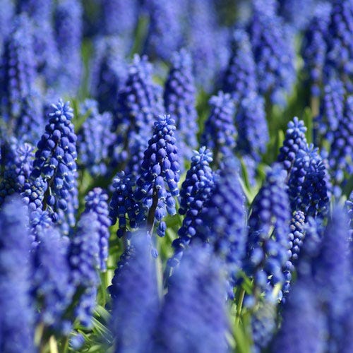 Grape Hyacinth (Muscari armeniacum) - Thumbnail 4