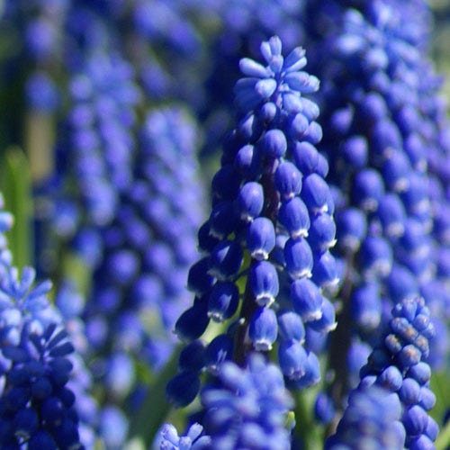 Grape Hyacinth (Muscari armeniacum) - Thumbnail 2