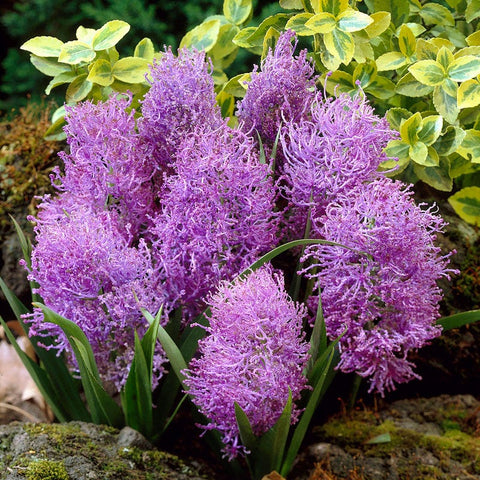 Cotton Candy Grape Hyacinth Bulbs, Muscari comosum Plumosum