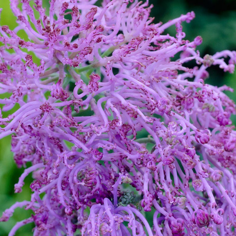 Cotton Candy Grape Hyacinth