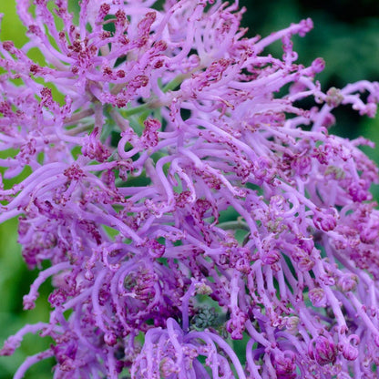 Cotton Candy Grape Hyacinth