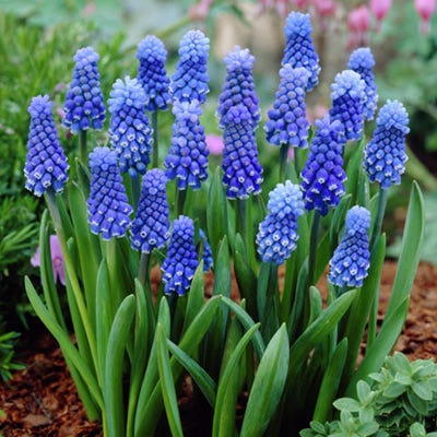 Dark Eyes Grape Hyacinth