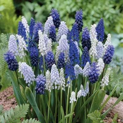 Delft Blue Grape Hyacinth Mix - Thumbnail 3