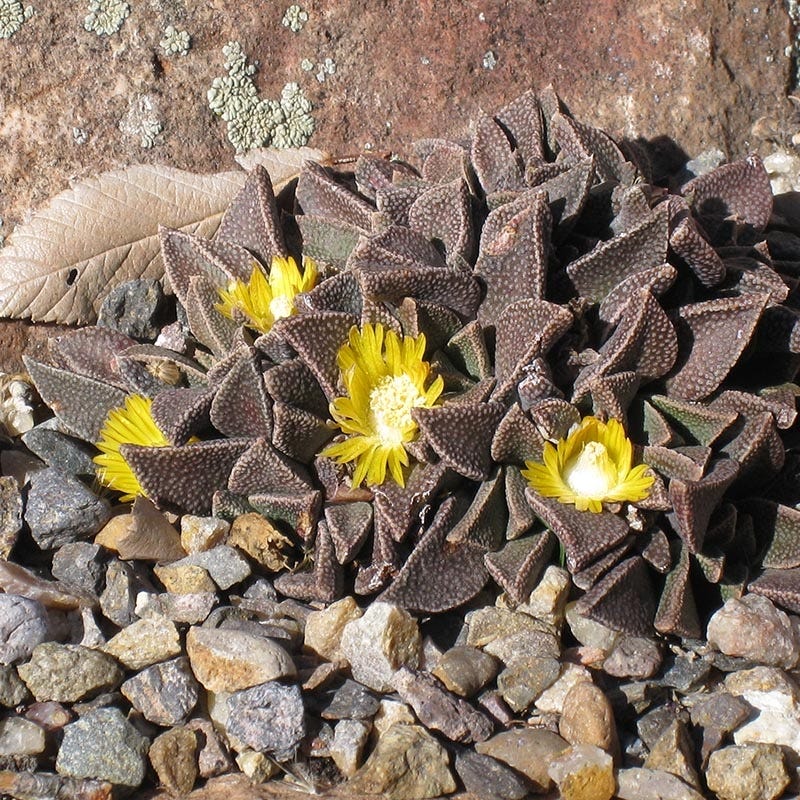 Brown Leaf Ice Plant (Nananthus) - Thumbnail 2