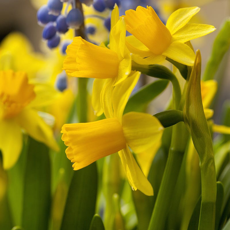 Early Spring Blooming Bulb Collection