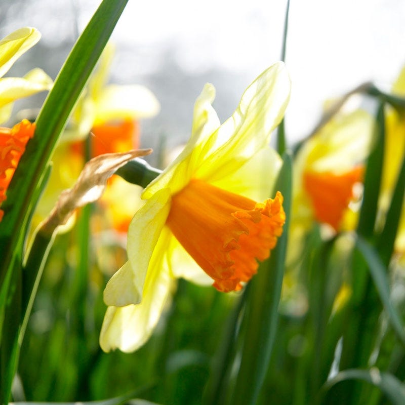 Fortissimo Large Cupped Daffodil - Thumbnail 3