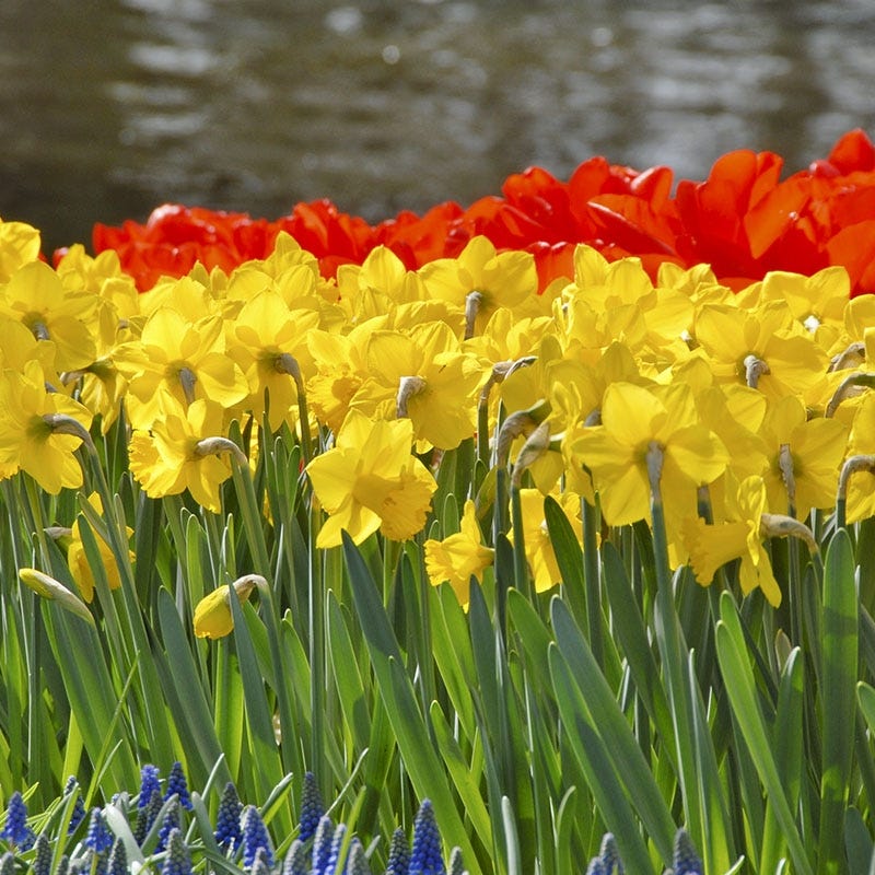 Primeur Trumpet Daffodil