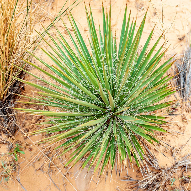 yucca cane soil type Yucca angustissima