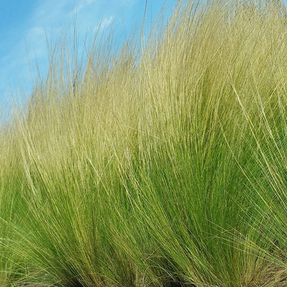 Blowin' In The Wind Collection