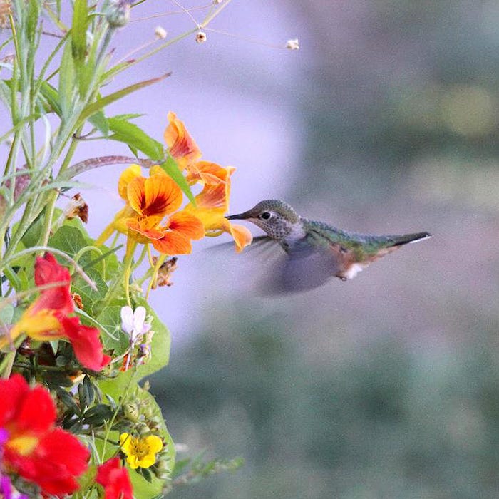 Butterfly and Hummingbird Wildflower Seed Mix | High Country Gardens