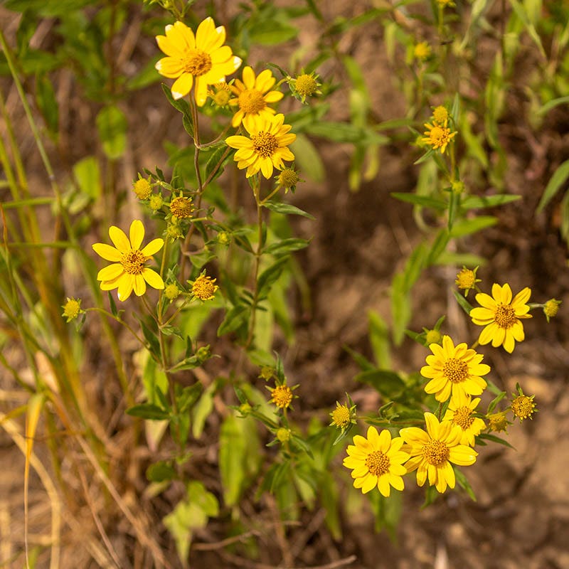 wildflower seeds bees Native Bee Habitat Wildflower Seed Mix