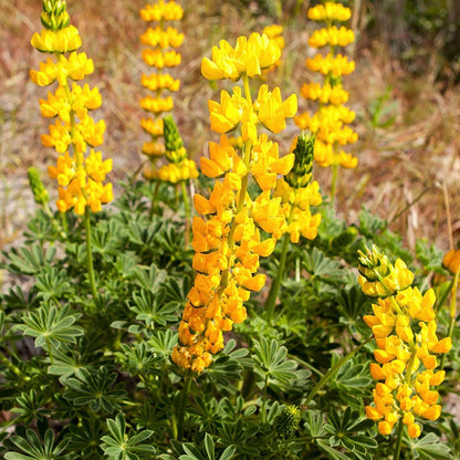 wildflower seeds bee friendly Native Bee Habitat Wildflower Seed Mix