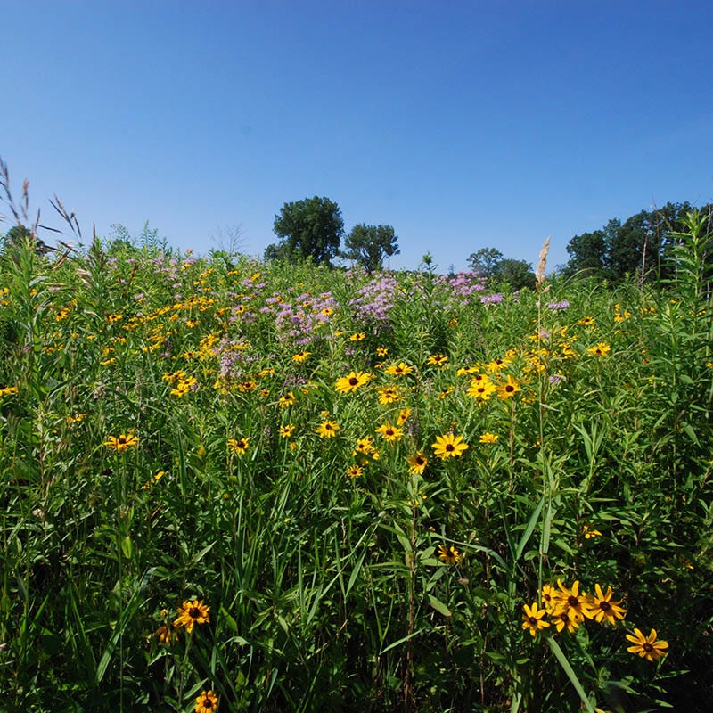 best wildflower seed mix for bees Native Bee Habitat Wildflower Seed Mix