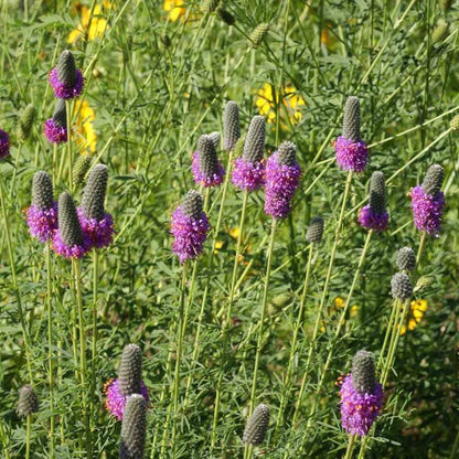 Native Bee Habitat Wildflower Seed Mix