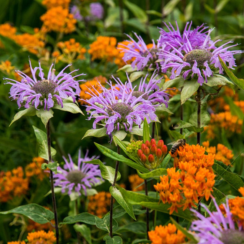 Native Northeast Wildflower Seed Mix