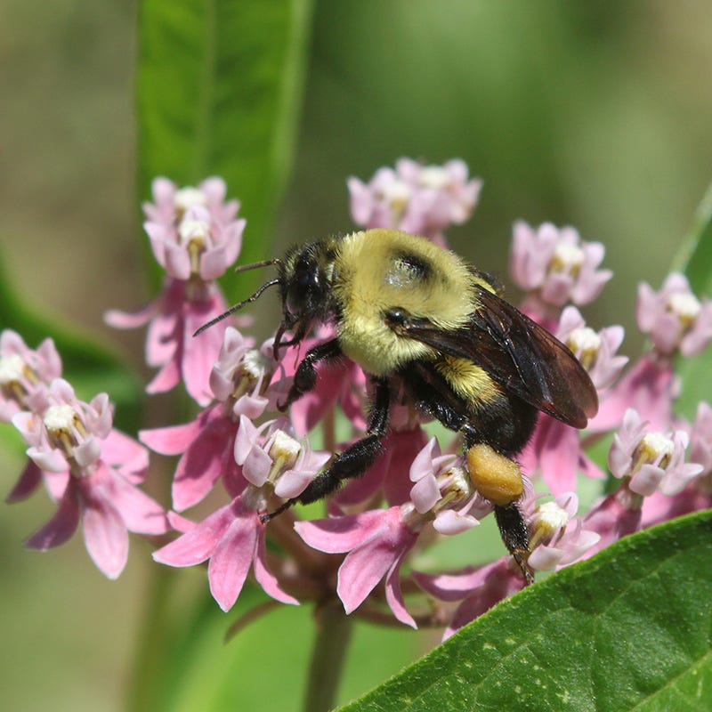 Native Northeast Wildflower Seed Mix