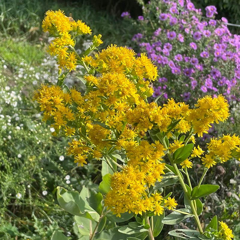 Native Northeast Wildflower Seed Mix