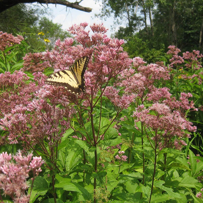 Native Northeast Wildflower Seed Mix
