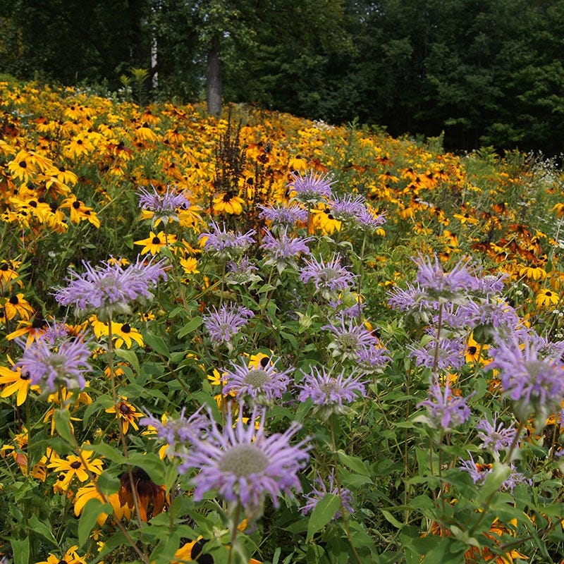 wildflower seeds for northeast Native Northeast Wildflower Seed Mix