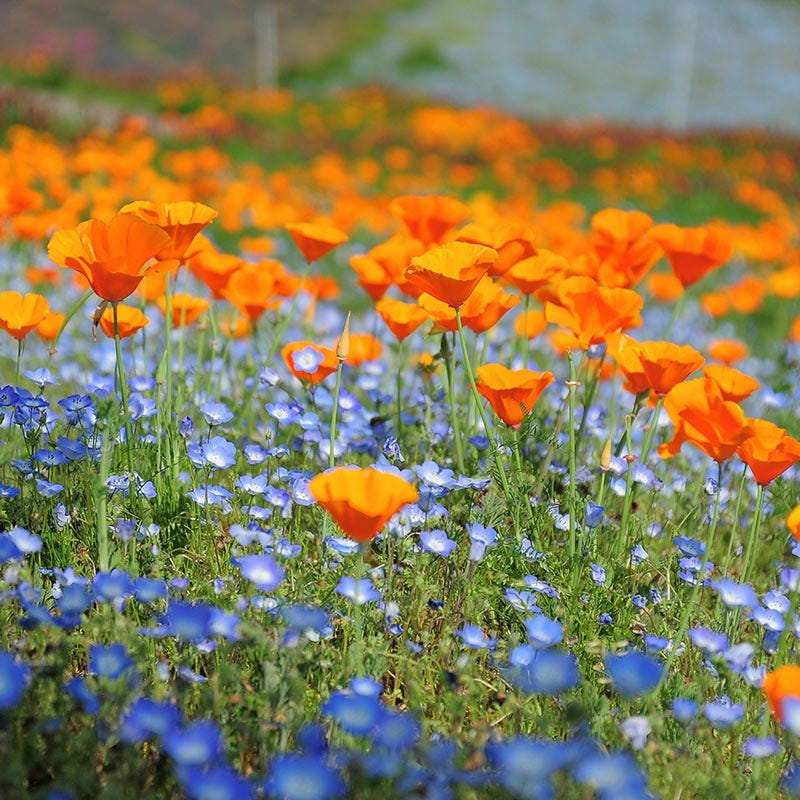 washington wildflower seeds Native Pacific Northwest Wildflower Seed Mix