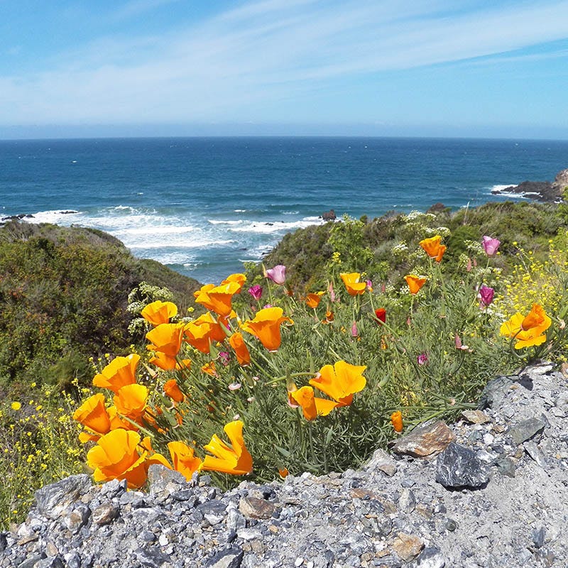 Native Pacific Northwest Wildflower Seed Mix | High Country Gardens