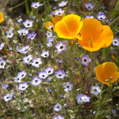 Native Pacific Northwest Wildflower Seed Mix