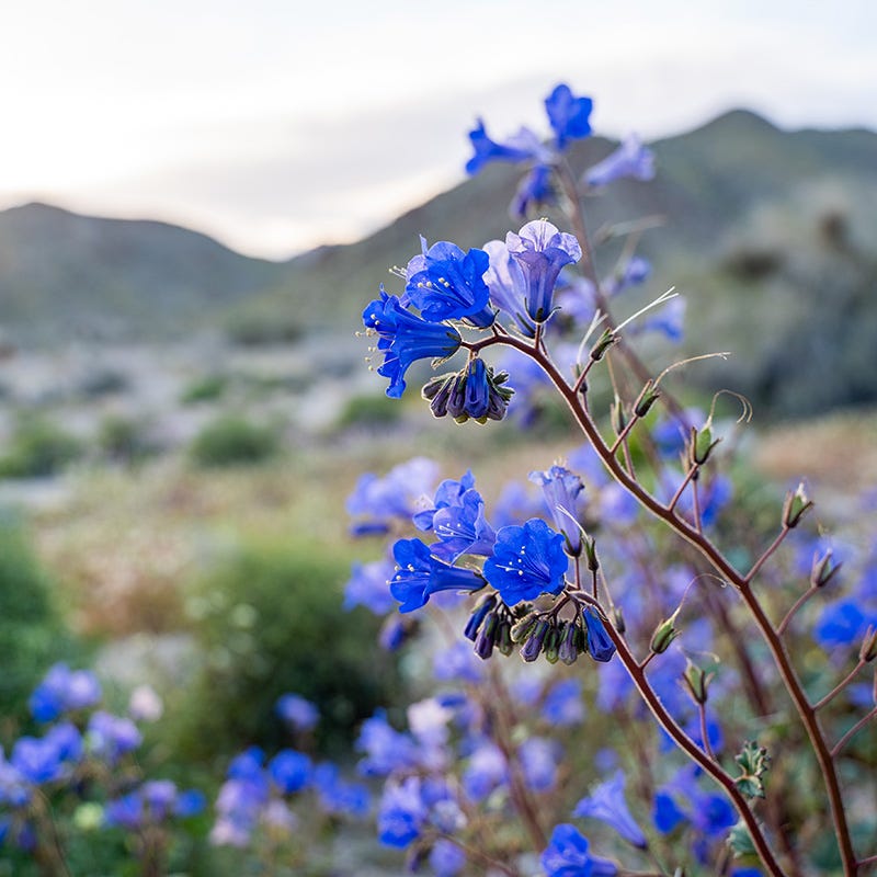 northwest wildflower seeds Native Pacific Northwest Wildflower Seed Mix