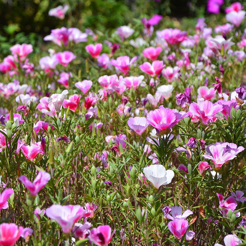Native Pacific Northwest Wildflower Seed Mix