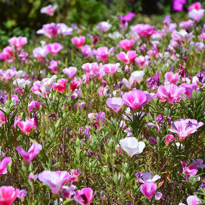 Native Pacific Northwest Wildflower Seed Mix