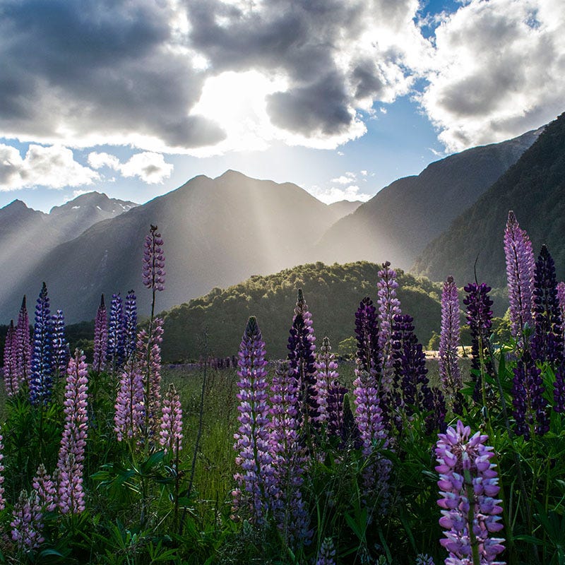 Native Pacific Northwest Wildflower Seed Mix | High Country Gardens