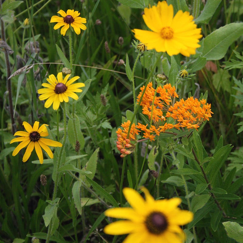 native southeast wildflower seed mix Native Southeast Wildflower Seed Mix