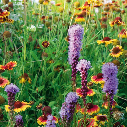 Native Southeast Wildflower Seed Mix