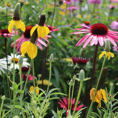 Native Southeast Wildflower Seed Mix