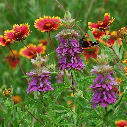 Native Southeast Wildflower Seed Mix