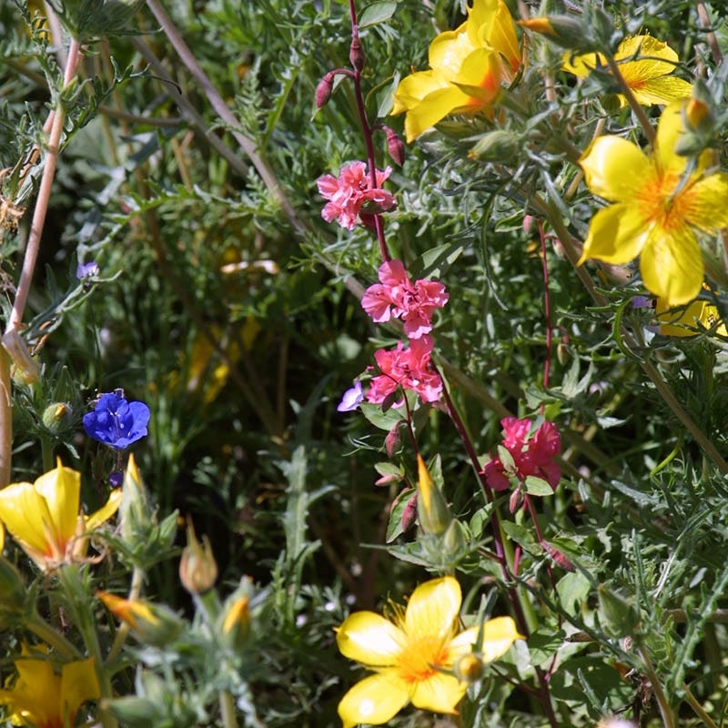 southwest wildflower seed Native Southwest Wildflower Seed Mix