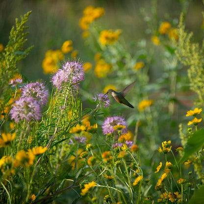 Native West Wildflower Seed Mix