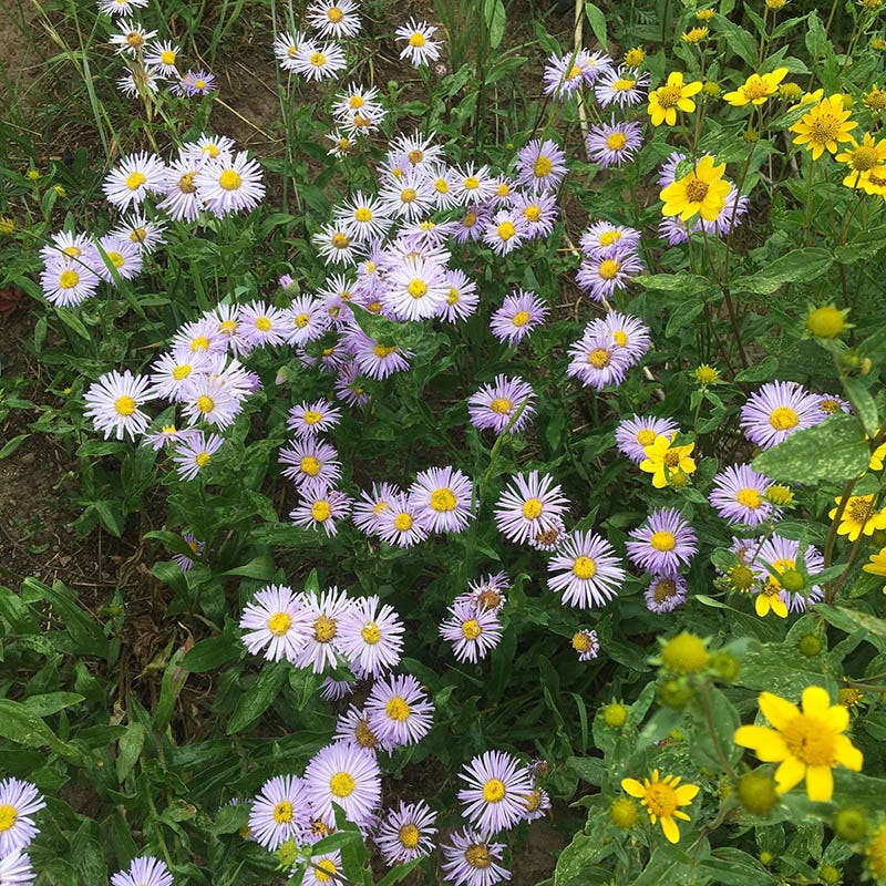 western wildflower seed mix Native West Wildflower Seed Mix