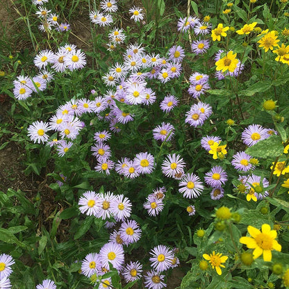 Native West Wildflower Seed Mix
