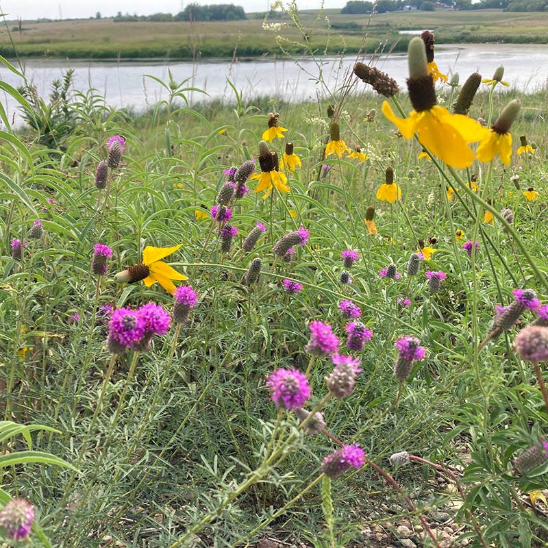 iowa native wildflower seeds Native West Wildflower Seed Mix