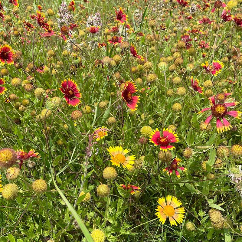 Native West Wildflower Seed Mix