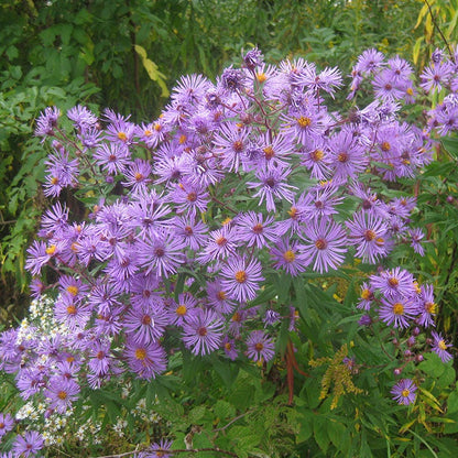 New England Aster Seeds