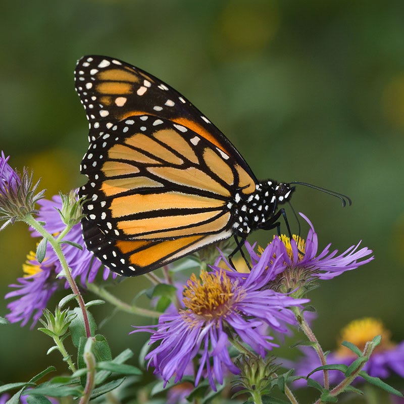 New England Aster Seeds