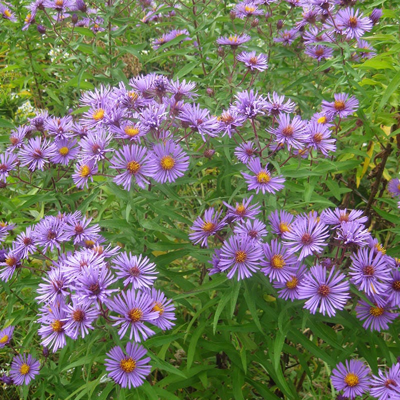 aster family plant clingy seeds New England Aster Seeds, Aster novae-angliae
