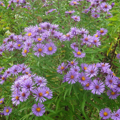 New England Aster Seeds