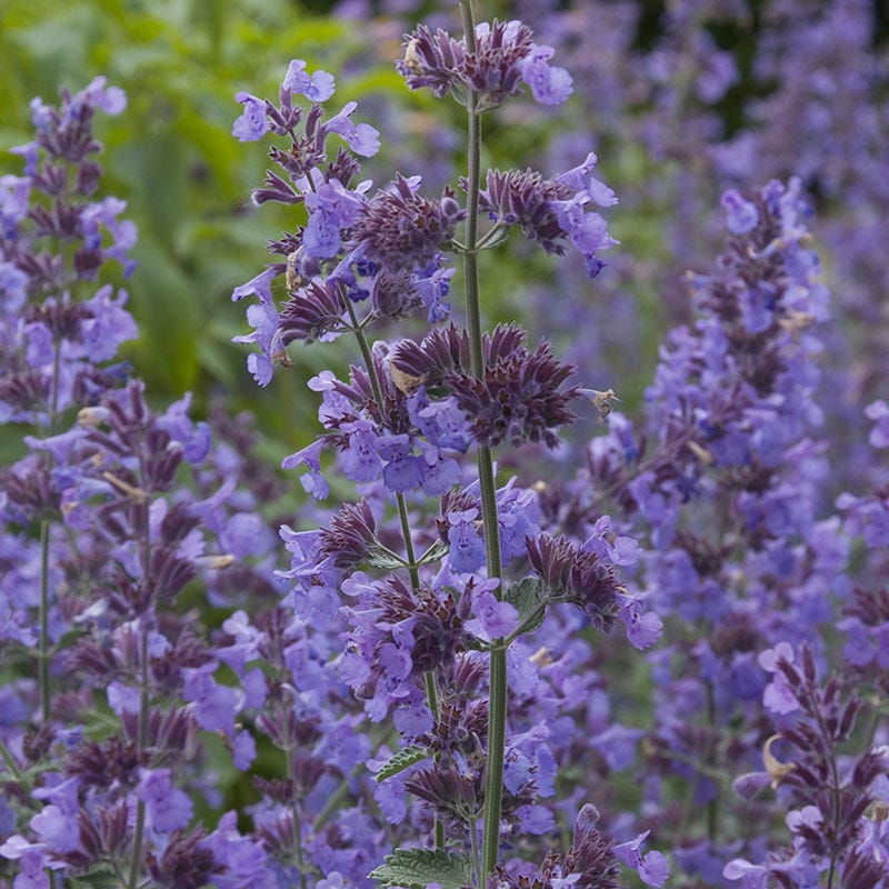 Elegant Elevation Collection